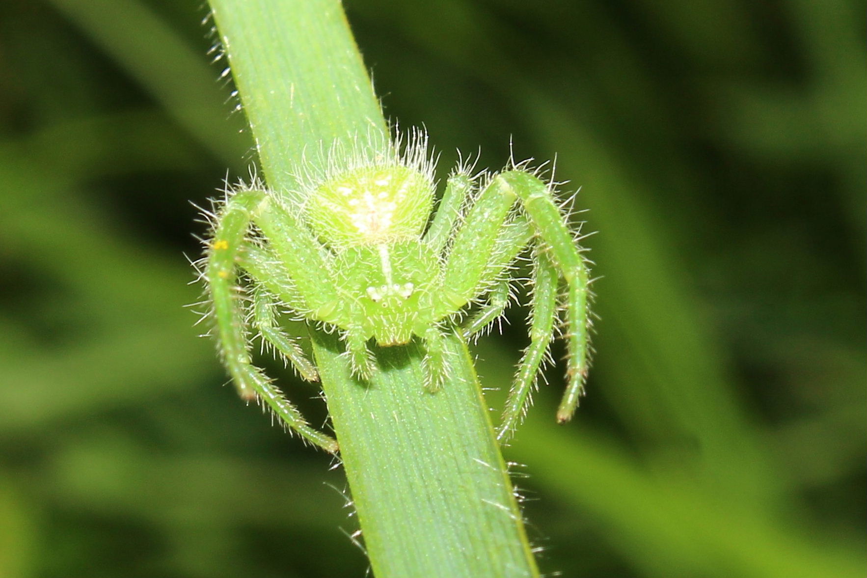 Heriaeus hirtus - Monte Fasce (GE)